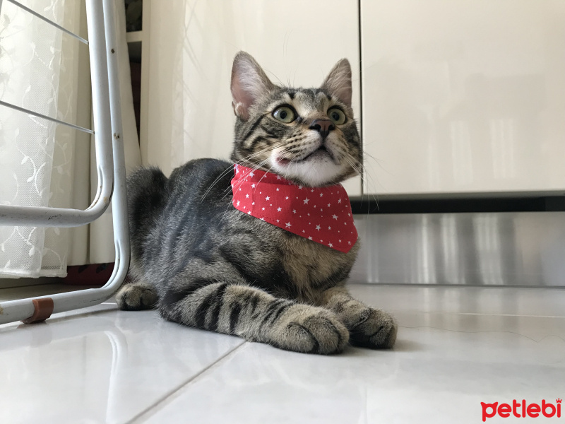Tekir Kedi, Kedi  zeytin fotoğrafı