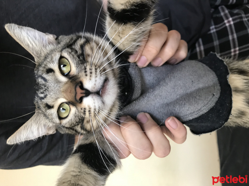 Tekir Kedi, Kedi  zeytin fotoğrafı