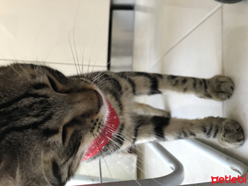 Tekir Kedi, Kedi  zeytin fotoğrafı