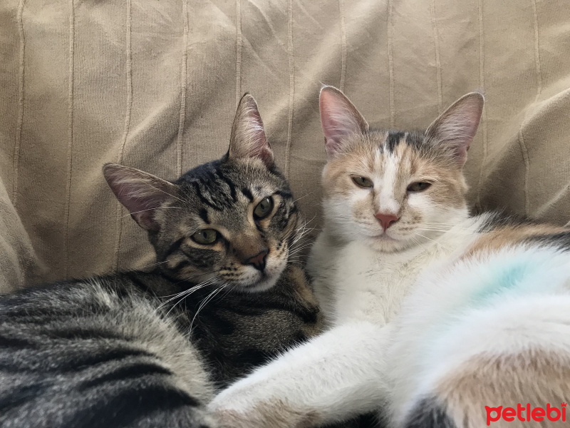 Tekir Kedi, Kedi  zeytin fotoğrafı