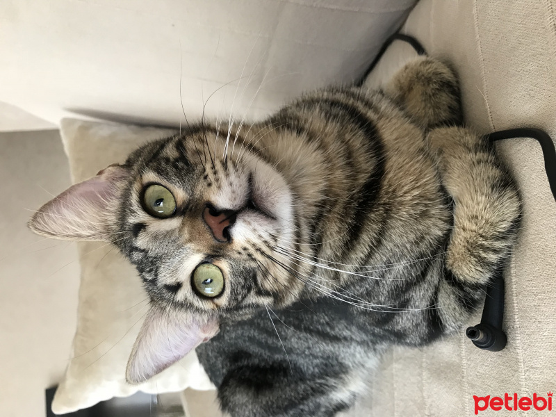 Tekir Kedi, Kedi  zeytin fotoğrafı