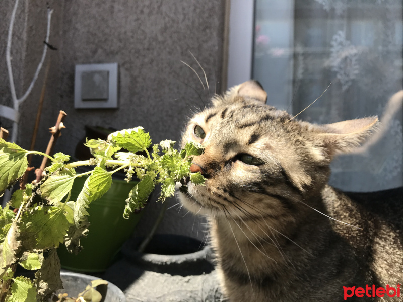 Tekir Kedi, Kedi  zeytin fotoğrafı