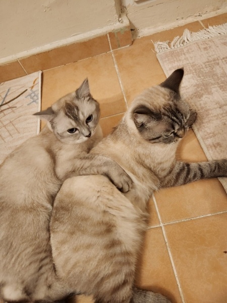 British Shorthair, Kedi  BADEM VE TARÇIN fotoğrafı