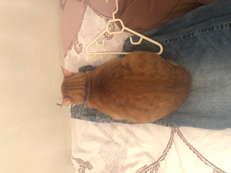 Sarman, Kedi  Güneş fotoğrafı