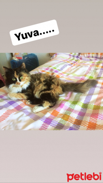 Sibirya Kedisi, Kedi  Şirine fotoğrafı