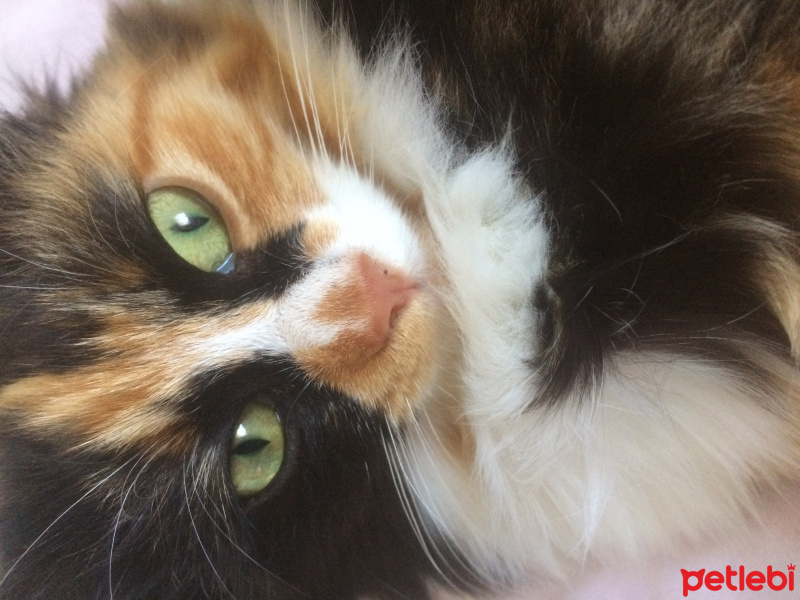 Sibirya Kedisi, Kedi  Şirine fotoğrafı