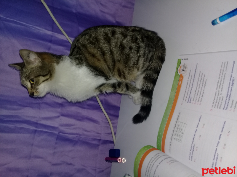 British Shorthair, Kedi  Kosdiruk  fotoğrafı
