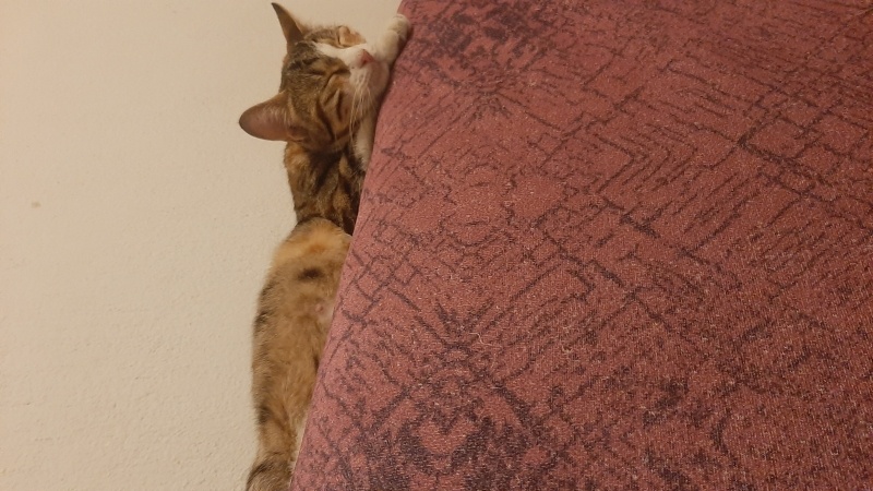 Tekir Kedi, Kedi  Duman fotoğrafı