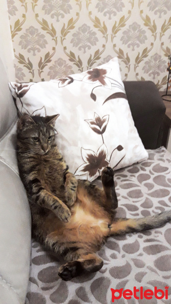 Tekir Kedi, Kedi  Kontes fotoğrafı