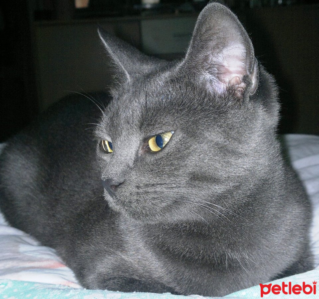 Mavi Rus, Kedi  AŞKIM fotoğrafı