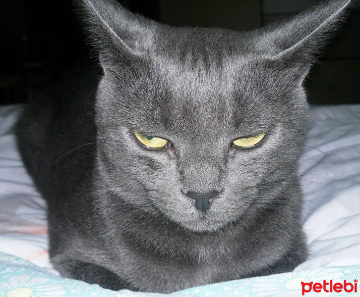 Mavi Rus, Kedi  AŞKIM fotoğrafı