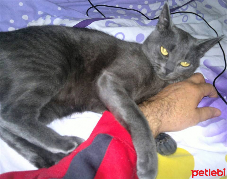 Mavi Rus, Kedi  AŞKIM fotoğrafı