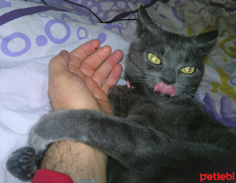 Mavi Rus, Kedi  AŞKIM fotoğrafı