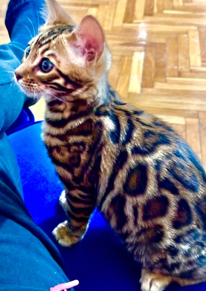 Bengal, Kedi  Pascal fotoğrafı
