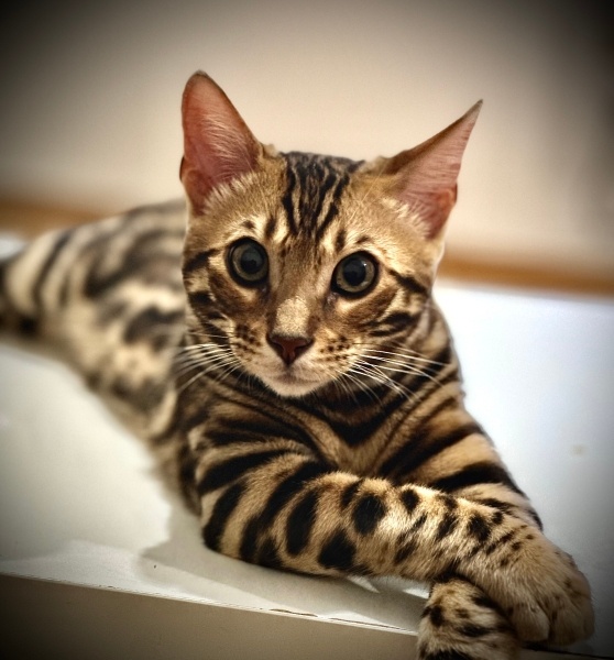Bengal, Kedi  Pascal fotoğrafı