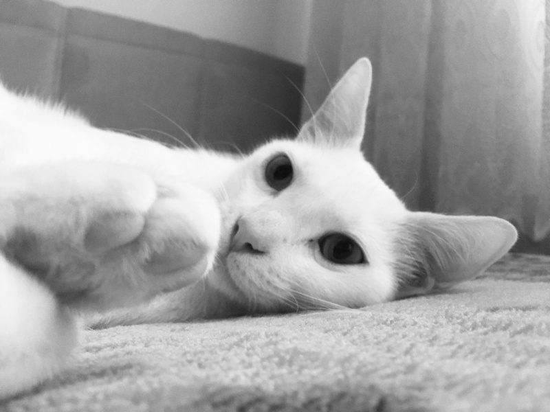 Ankara Kedisi, Kedi  Dori fotoğrafı