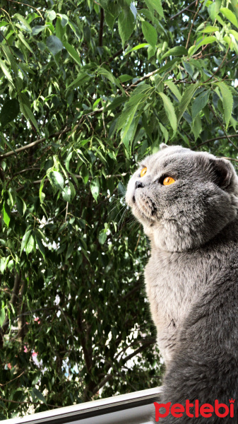 Scottish Fold, Kedi  Yaman fotoğrafı