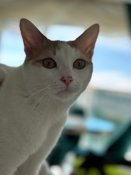 Tekir Kedi, Kedi  Mia fotoğrafı