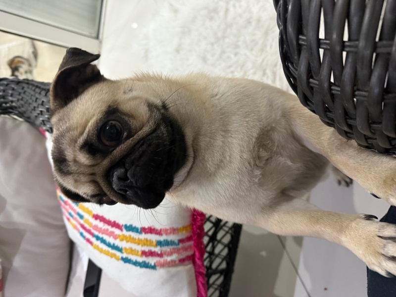 Pug, Köpek  Pug Erkek 1 Yaşında Ücretsiz Sahiplendirilecektir fotoğrafı