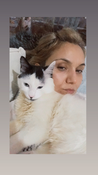 Tekir Kedi, Kedi  Sütlaç fotoğrafı