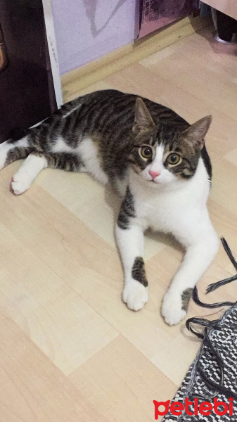 Tekir Kedi, Kedi  Çakıl Sahiplendi.... fotoğrafı