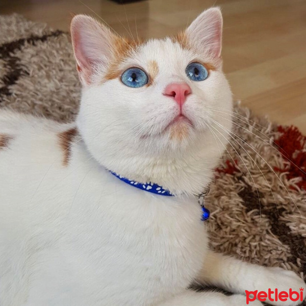 Tekir Kedi, Kedi  Çakıl Sahiplendi.... fotoğrafı