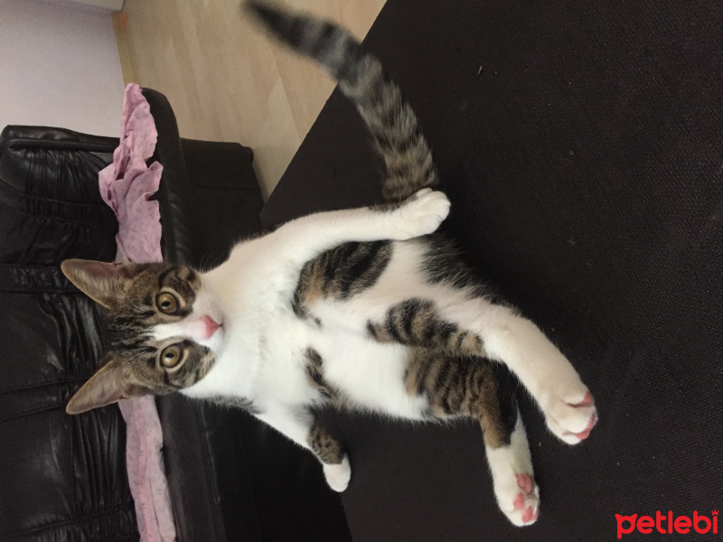 Tekir Kedi, Kedi  Çakıl Sahiplendi.... fotoğrafı