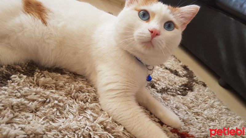 Tekir Kedi, Kedi  Çakıl Sahiplendi.... fotoğrafı
