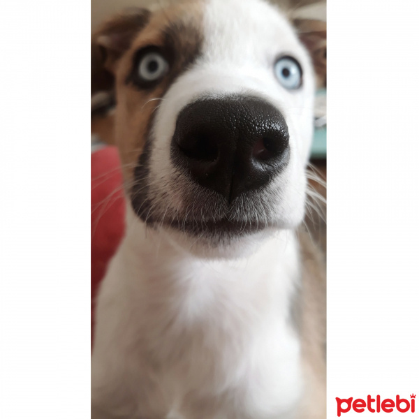 Sibirya Kurdu (Husky), Köpek  Boyka fotoğrafı