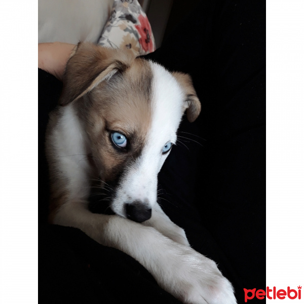 Sibirya Kurdu (Husky), Köpek  Boyka fotoğrafı