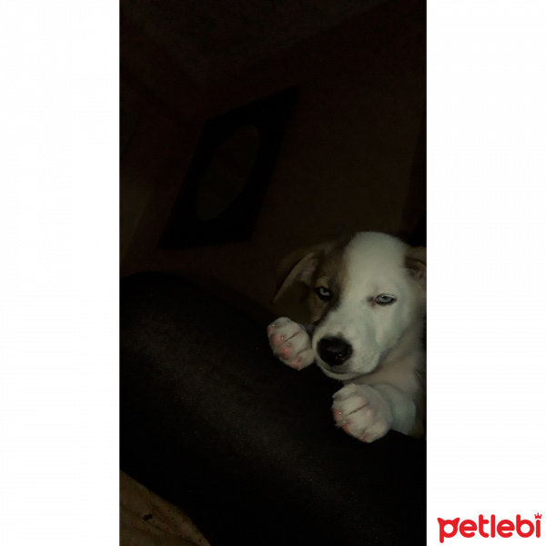 Sibirya Kurdu (Husky), Köpek  Boyka fotoğrafı