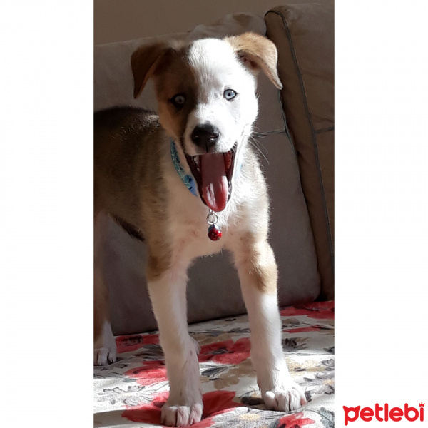 Sibirya Kurdu (Husky), Köpek  Boyka fotoğrafı