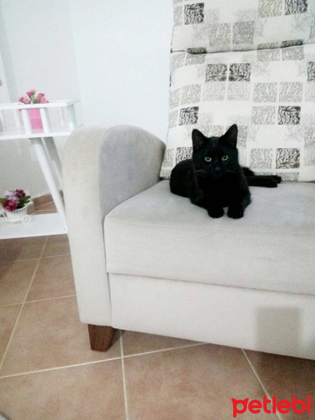 Bombay, Kedi  Rengar fotoğrafı