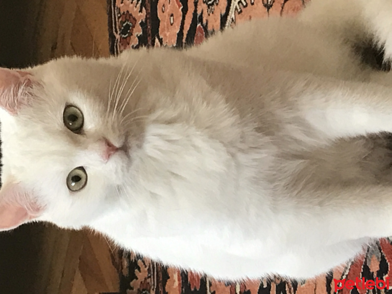 British Shorthair, Kedi  Timi fotoğrafı