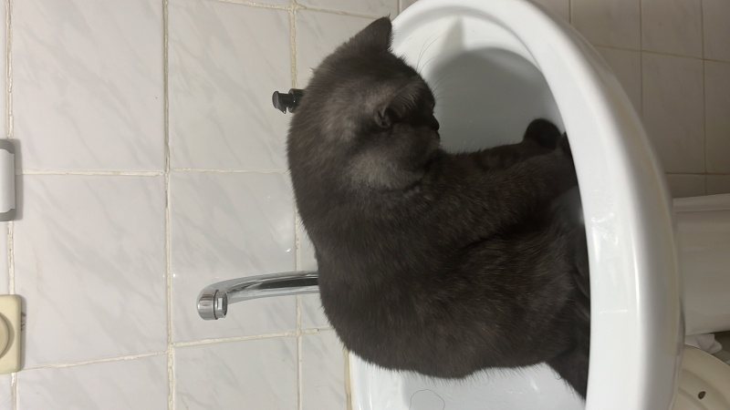 British Shorthair, Kedi  Kara fotoğrafı