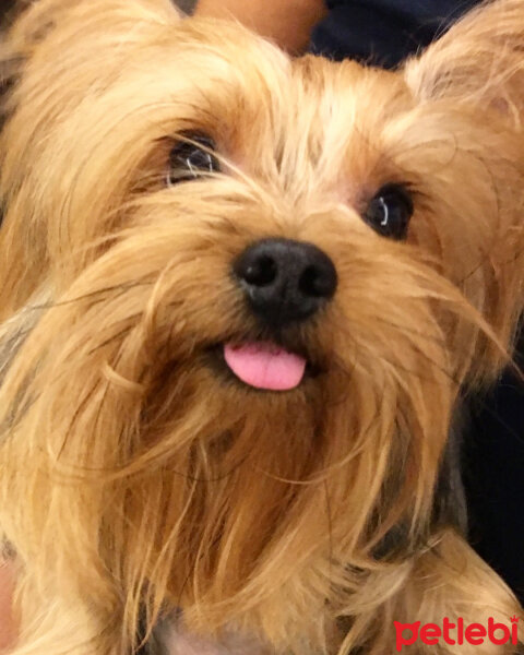 Yorkshire Terrier, Köpek  Alex fotoğrafı