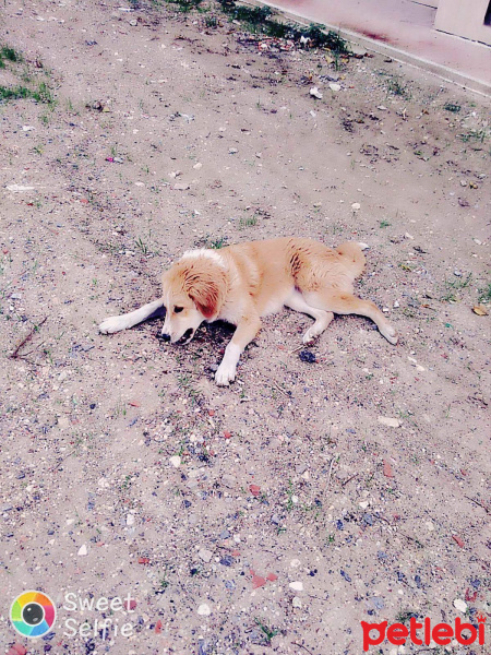 Golden Retriever, Köpek  Boncuk fotoğrafı