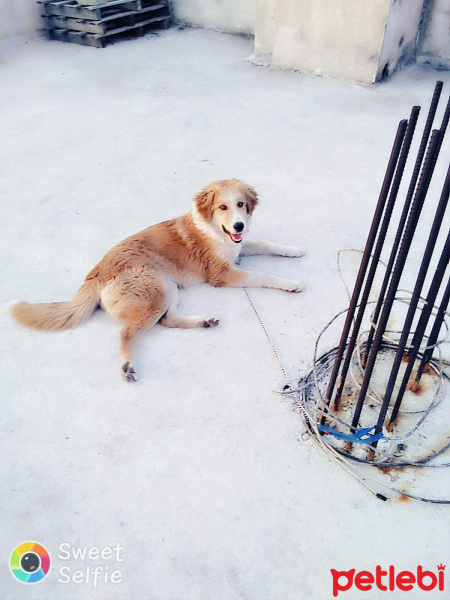Golden Retriever, Köpek  Boncuk fotoğrafı