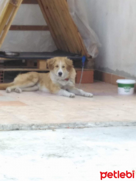 Golden Retriever, Köpek  Boncuk fotoğrafı