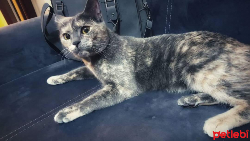 British Shorthair, Kedi  Mia fotoğrafı