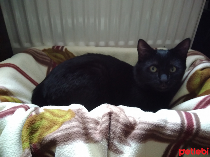 Tekir Kedi, Kedi  Gölge fotoğrafı