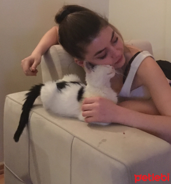 Tekir Kedi, Kedi  Neptün  fotoğrafı