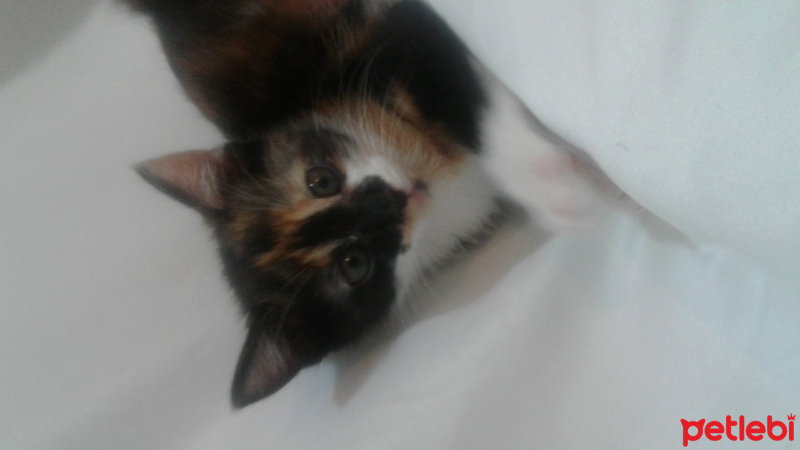 Tekir Kedi, Kedi  Bal fotoğrafı