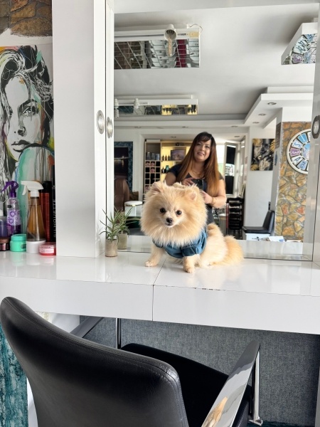 Pomeranyalı, Köpek  Leydi fotoğrafı