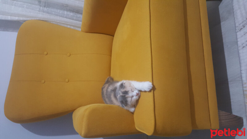 Scottish Fold, Kedi  Maya fotoğrafı