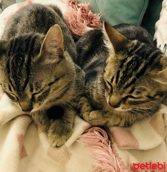 Tekir Kedi, Kedi  Mars ve Venüs fotoğrafı