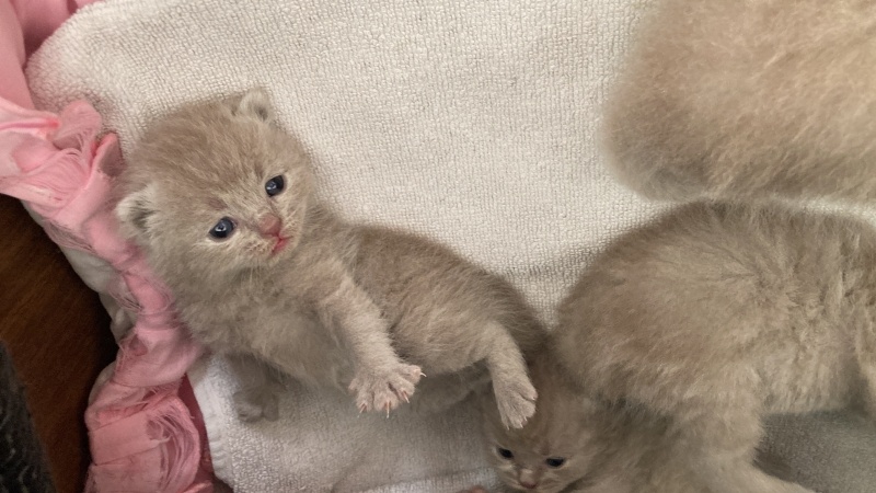 British Longhair, Kedi  British lilac fotoğrafı