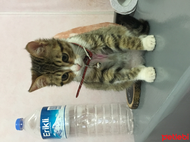 Tekir Kedi, Kedi  Keten fotoğrafı