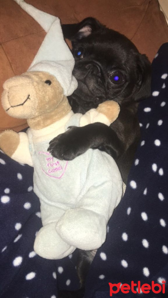 Pug, Köpek  Çiko fotoğrafı