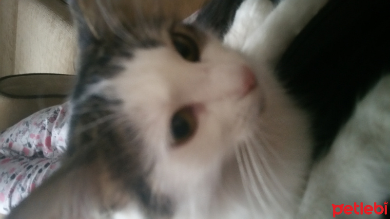 Ankara Kedisi, Kedi  Pamuk fotoğrafı
